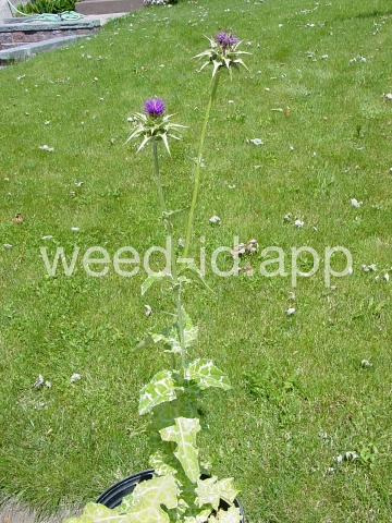 milkthistle, blessed